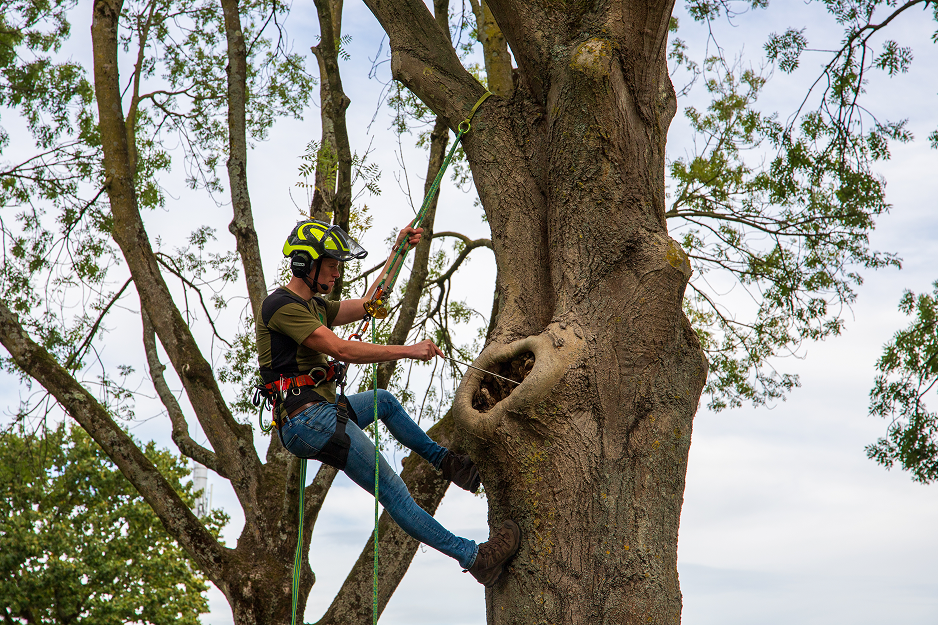 Nader Boomtechnisch Onderzoek